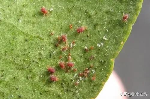 茄子刚移栽到大田如何预防虫害,茄子苗虫害诊断与防治图谱