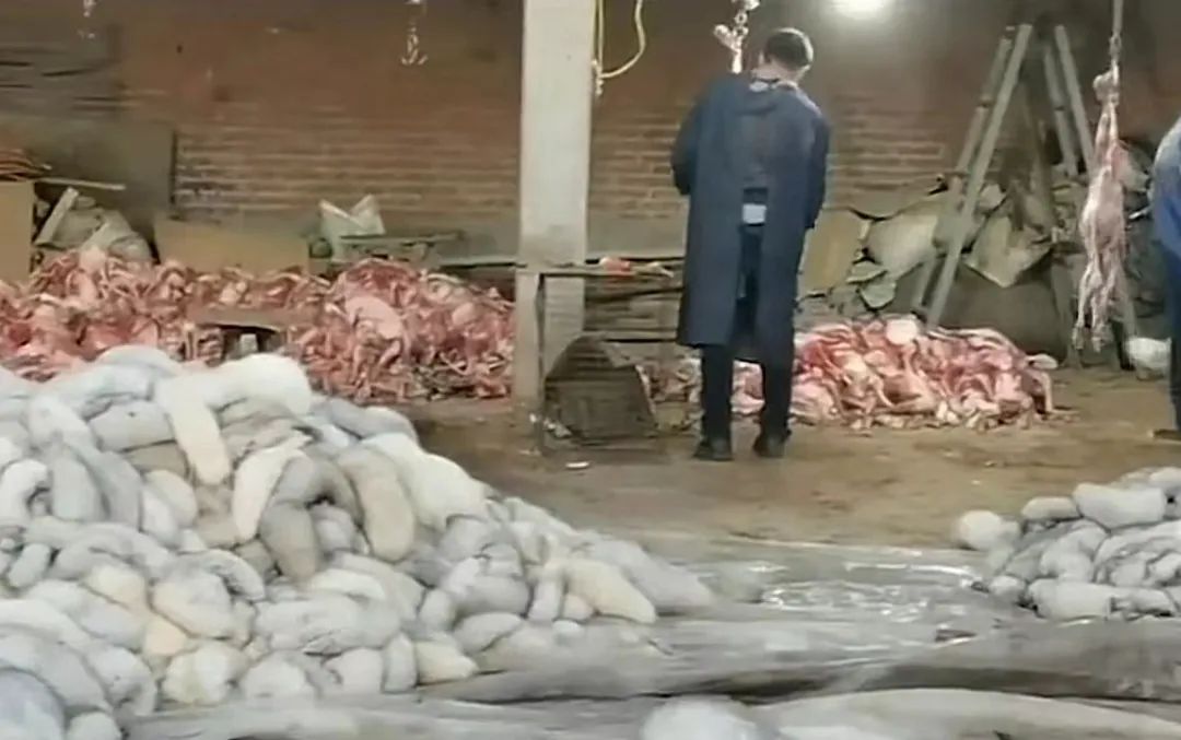 无良商家为了赚钱，竟剥猫皮做毛皮大衣…