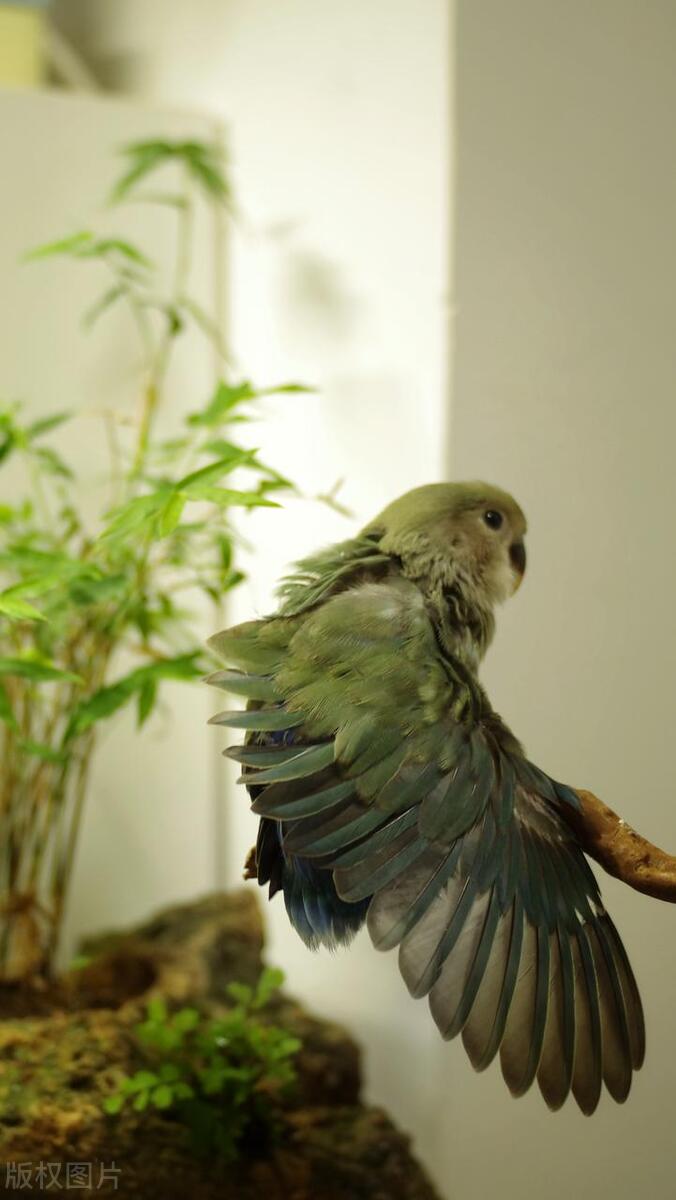 牡丹鹦鹉怎么训练认主人,牡丹鹦鹉拉绿屎怎么回事