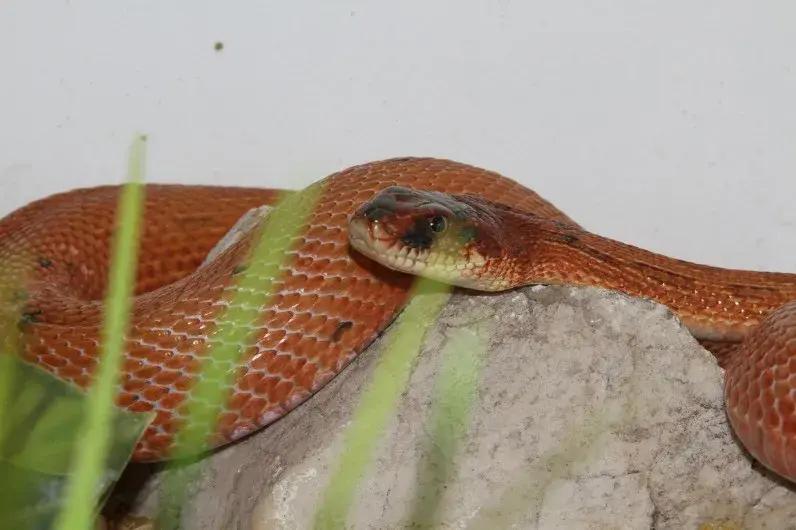 「原来欧洲有这么多种蛇？！」偷师卡塞尔的豢龙大师·下