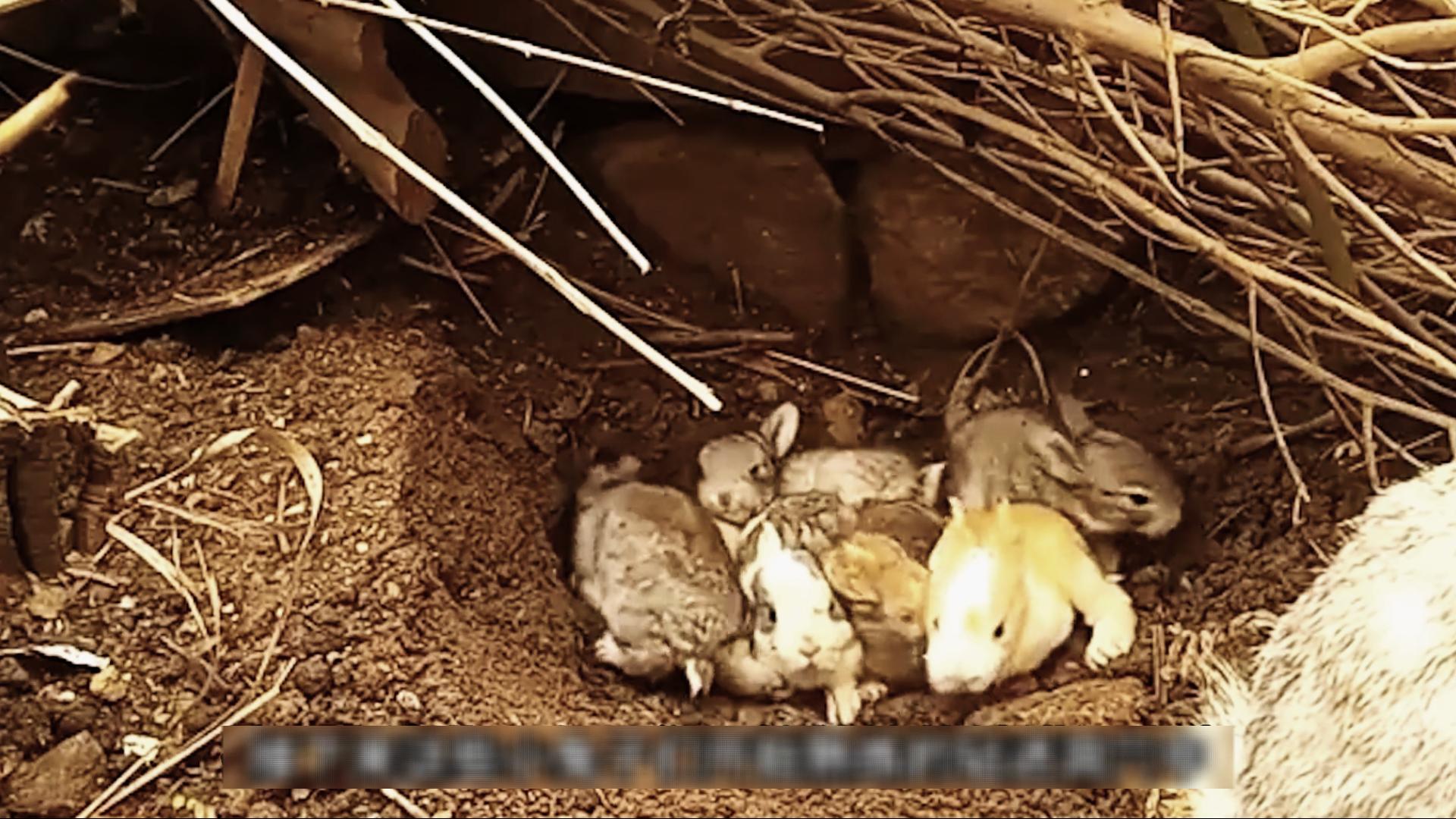 为什么国外野兔会成灾,国外野兔泛滥成灾后续