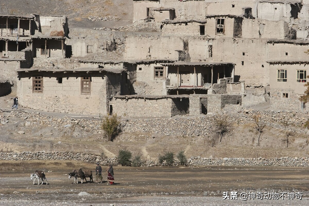 世界上最致命的毒蝎,致命毒蝎子