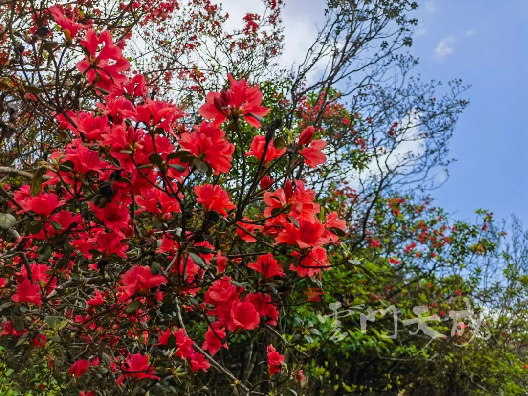 映山红野生杜鹃花图片,野生映山红杜鹃生长在什么地方