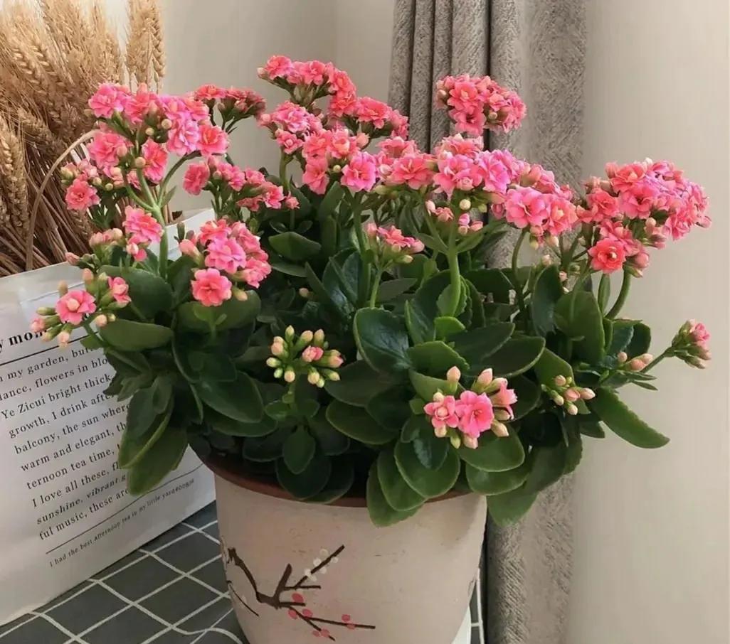 室内不见阳光比较好养的花有哪些,室内适合养什么花或植物对身体好