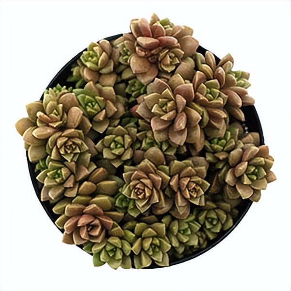 102个大类近500个多肉植物图片，都极其美丽，建议在家中也养一盆