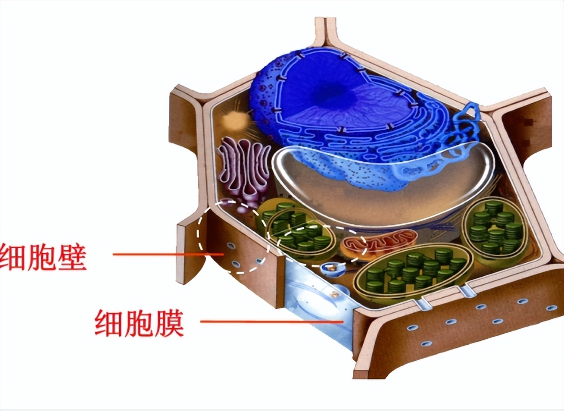 胸腔镜下胸膜冷冻活检，在胸腔积液诊断中，有价值和安全性么