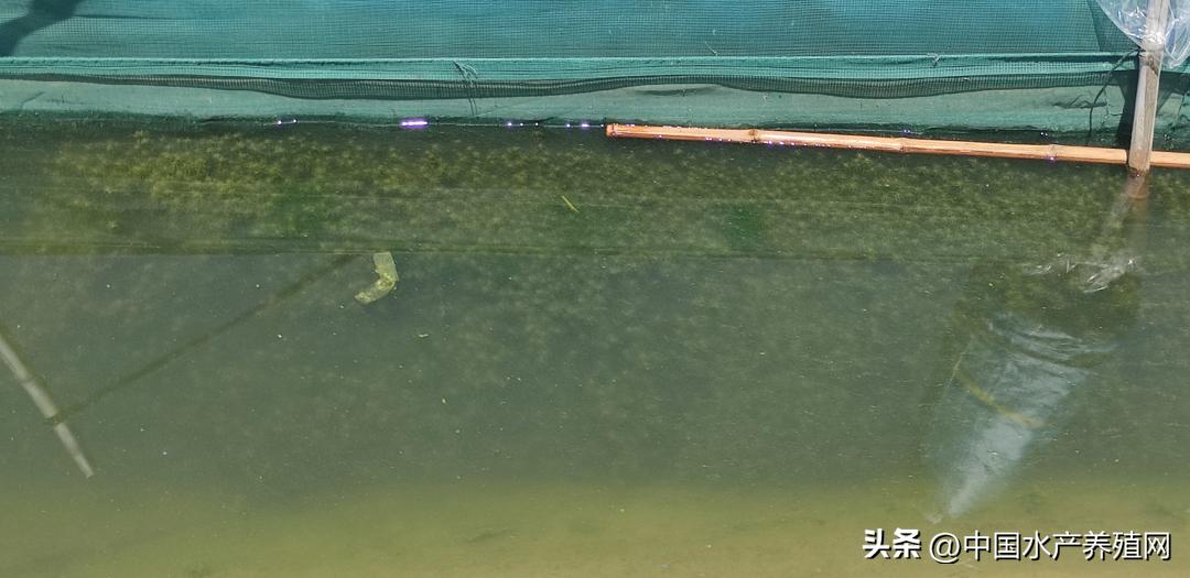 养河蟹一亩稻田一般赚多少,养300亩虾蟹正常能赚多少钱