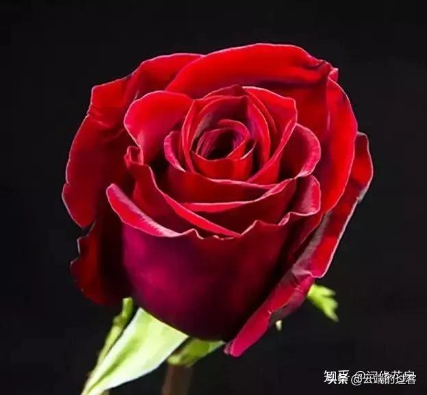 1到99朵玫瑰的含义图片,1到99朵玫瑰花语是什么