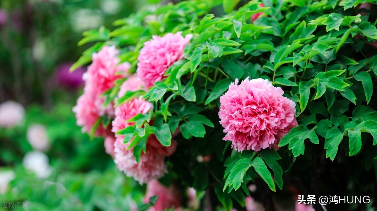 写牡丹花的诗句古诗大全,描写牡丹的诗句古诗