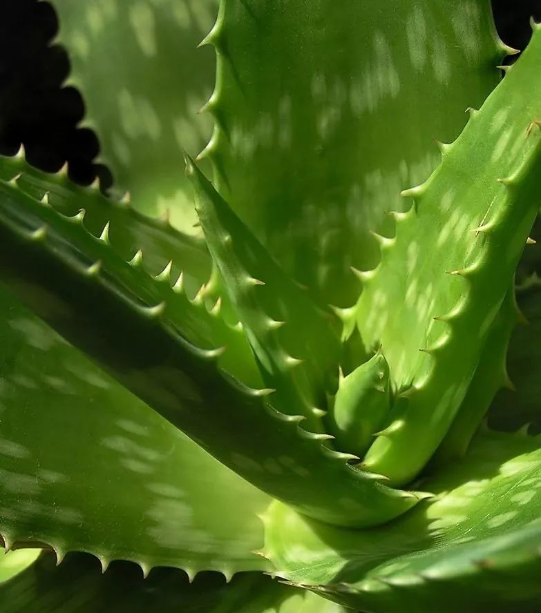 喜欢养花的人都会养什么花,喜欢养花的能不能养猫