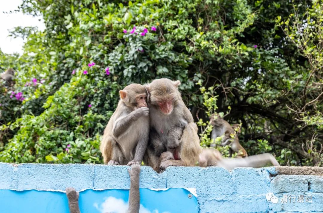 海南人去南湾猴岛,海南三亚南湾猴岛门票