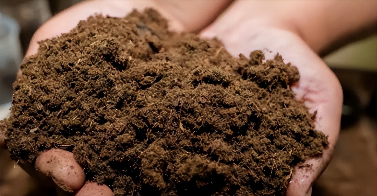 菊花买哪一种菊花比较好,4种菊花你选哪一种