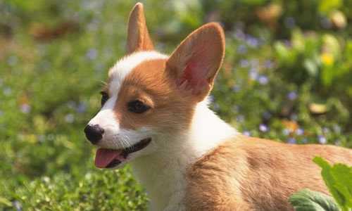 20天的小狗狗拉肚子一直叫怎么办,小狗狗拉肚子带点血是怎么回事