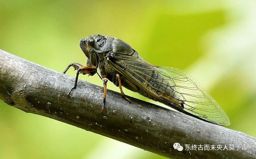 螳螂捕蝉文言文吴王欲伐荆翻译,螳螂捕蝉文言文五年级