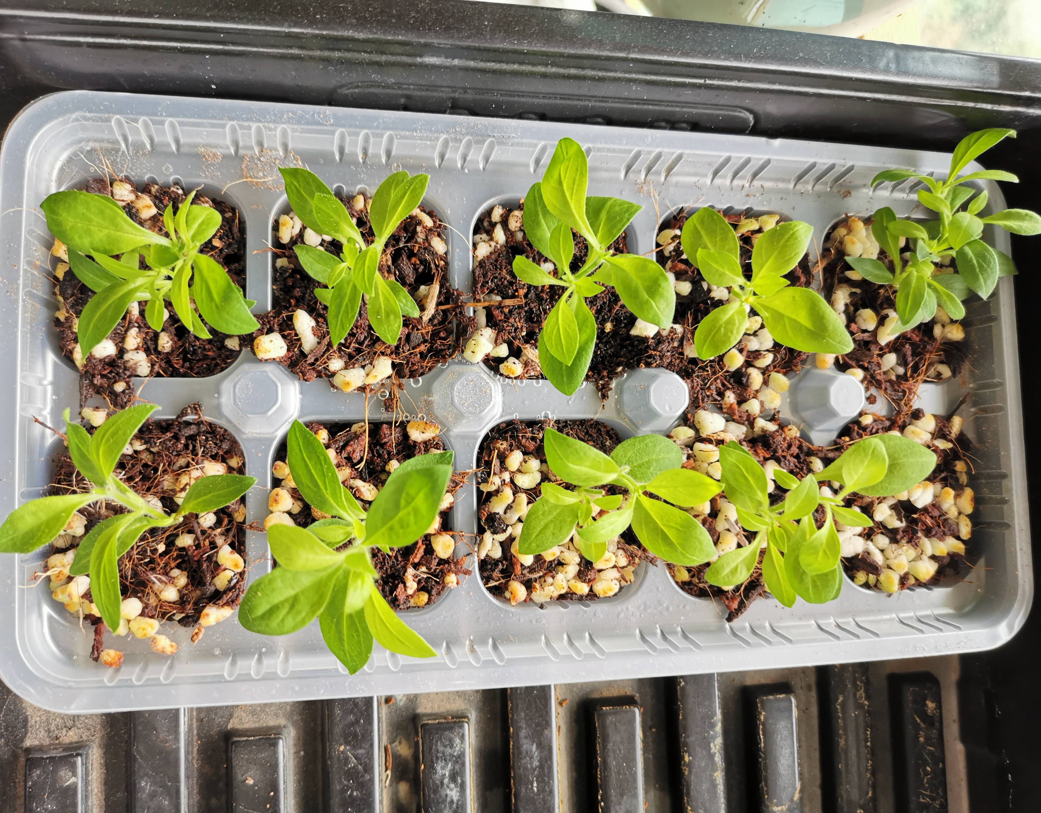 春季买花，“5个坑”要避开，长不旺养不活属于乱花钱