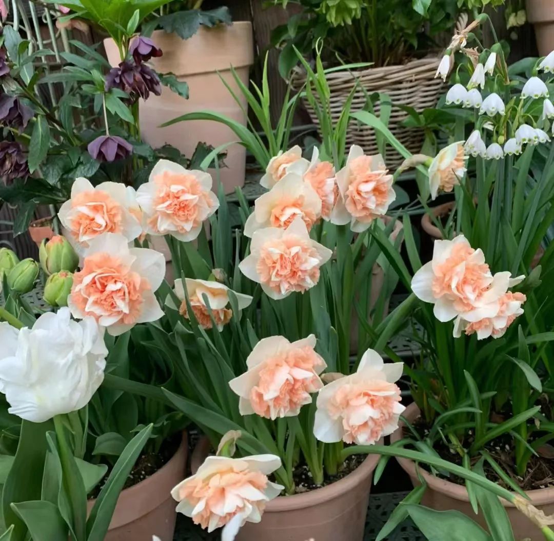 一年四季家庭种花播种时间表,南方一年四季蔬菜播种时间表