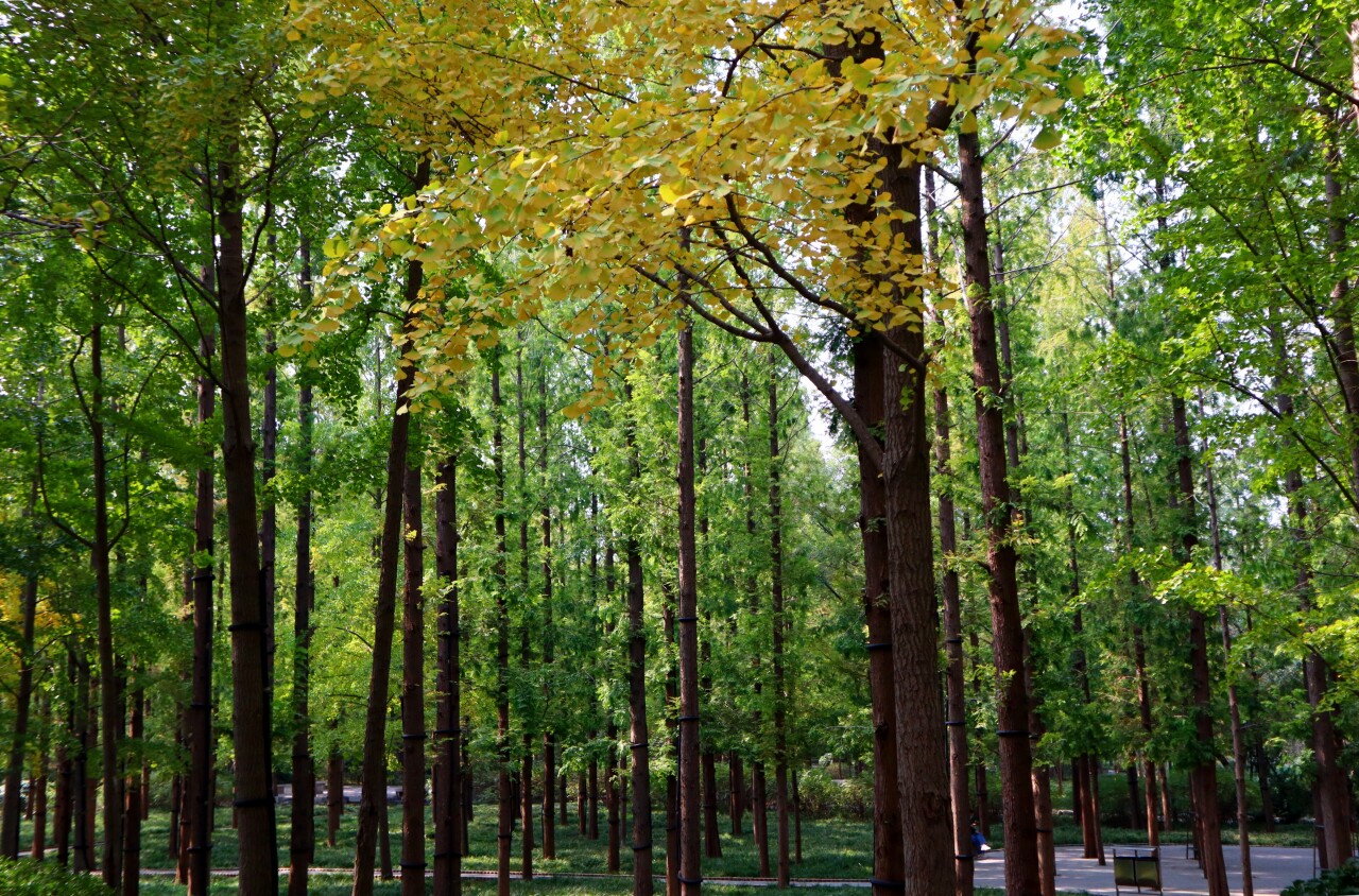 济南赏秋,秋天济南去哪里赏秋最好