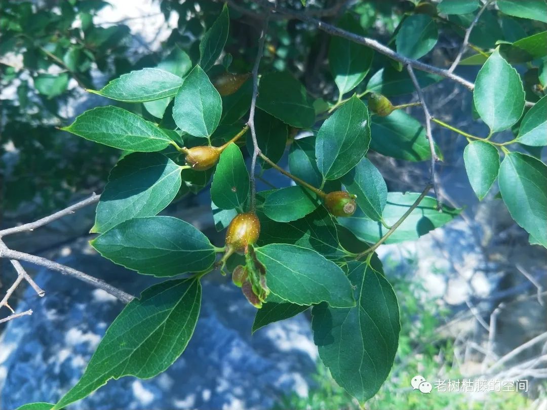 旅游的游繁体字,旅游的游踪