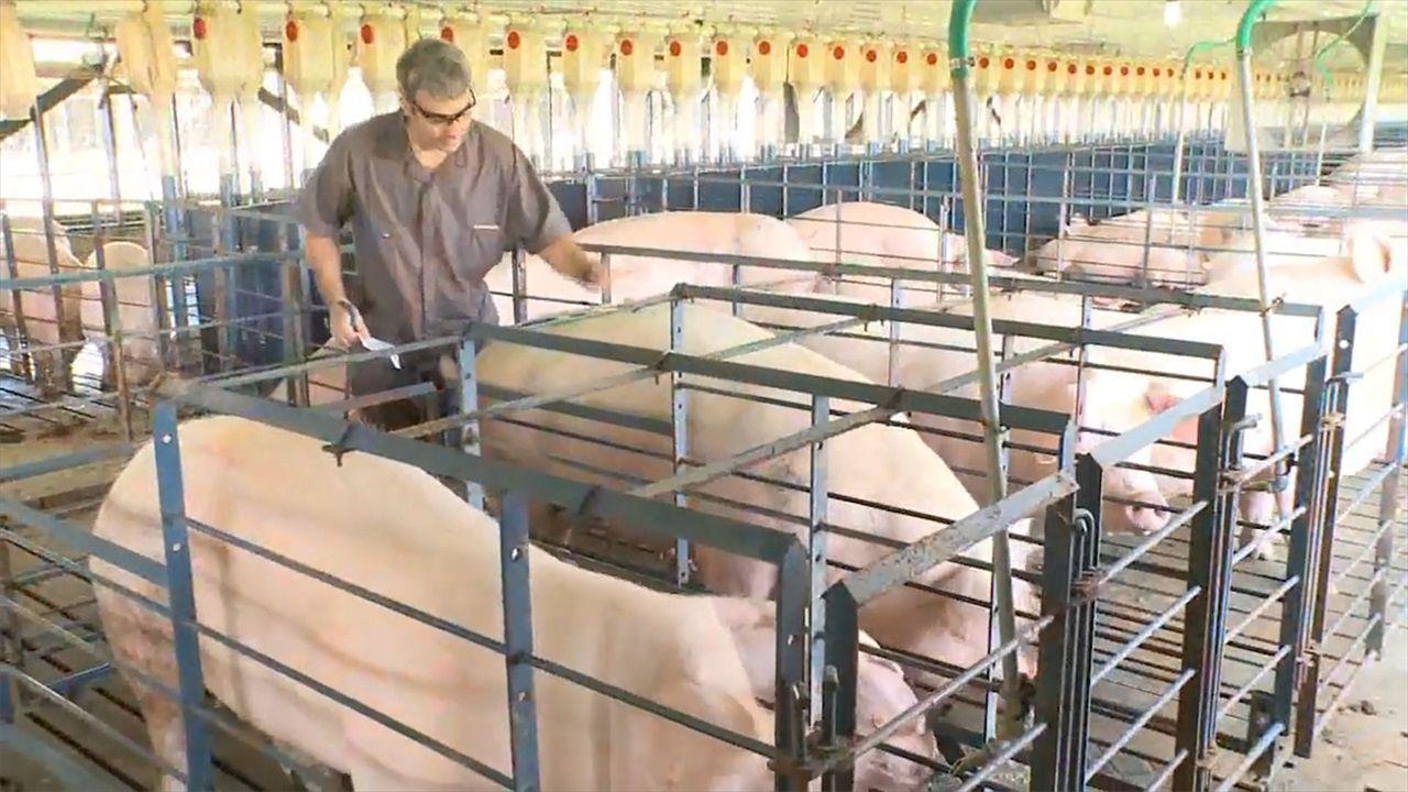 各国禁止瘦肉精的法规,美国为什么养猪用瘦肉精