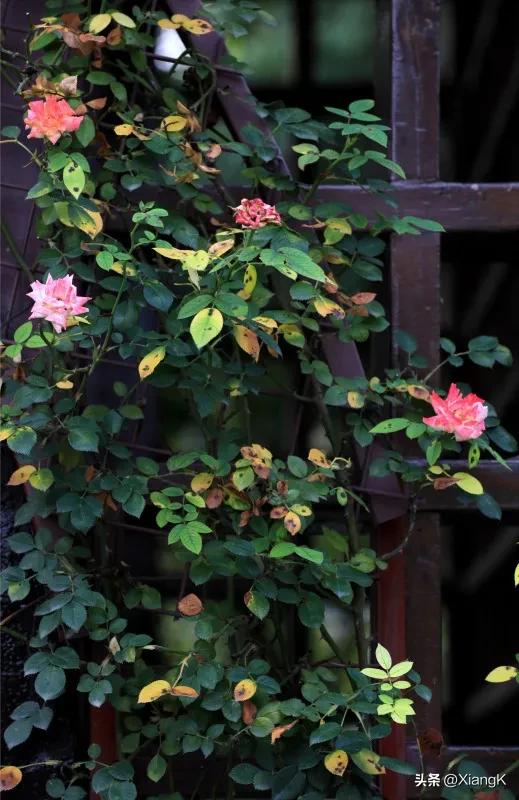 关于云雾的成语,传说中乘云雾飞行的成语