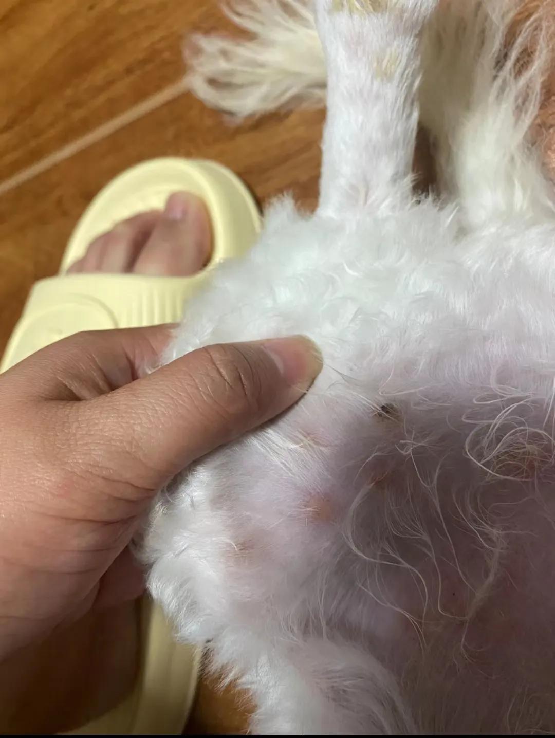 狗狗皮肤有皮屑还掉毛是怎么回事,狗狗警惕