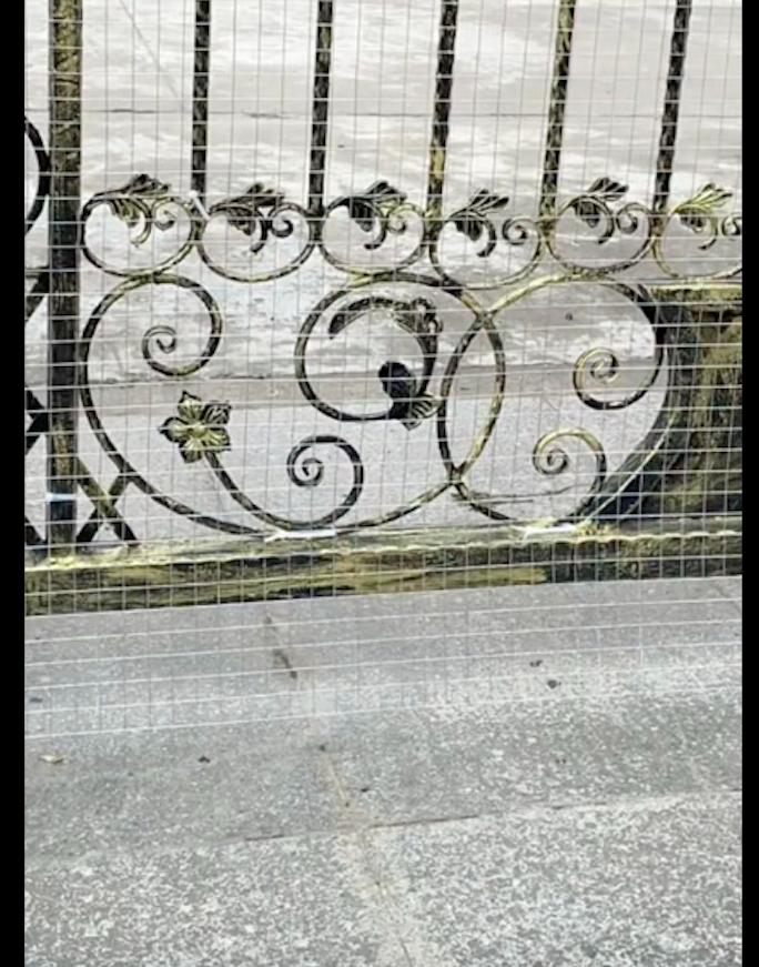 小狗被捉起来浑身颤抖,小狗被人抓走流泪