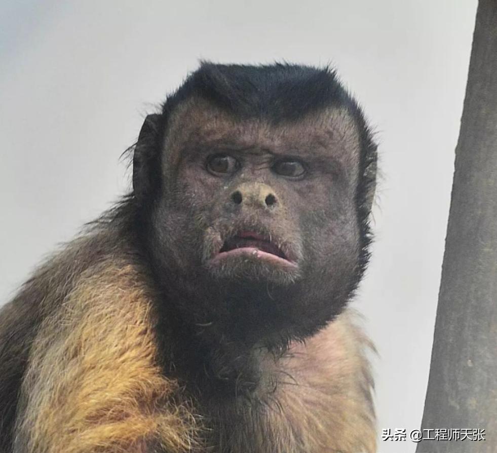 奇特长相的猴子,最像人脸的猴子