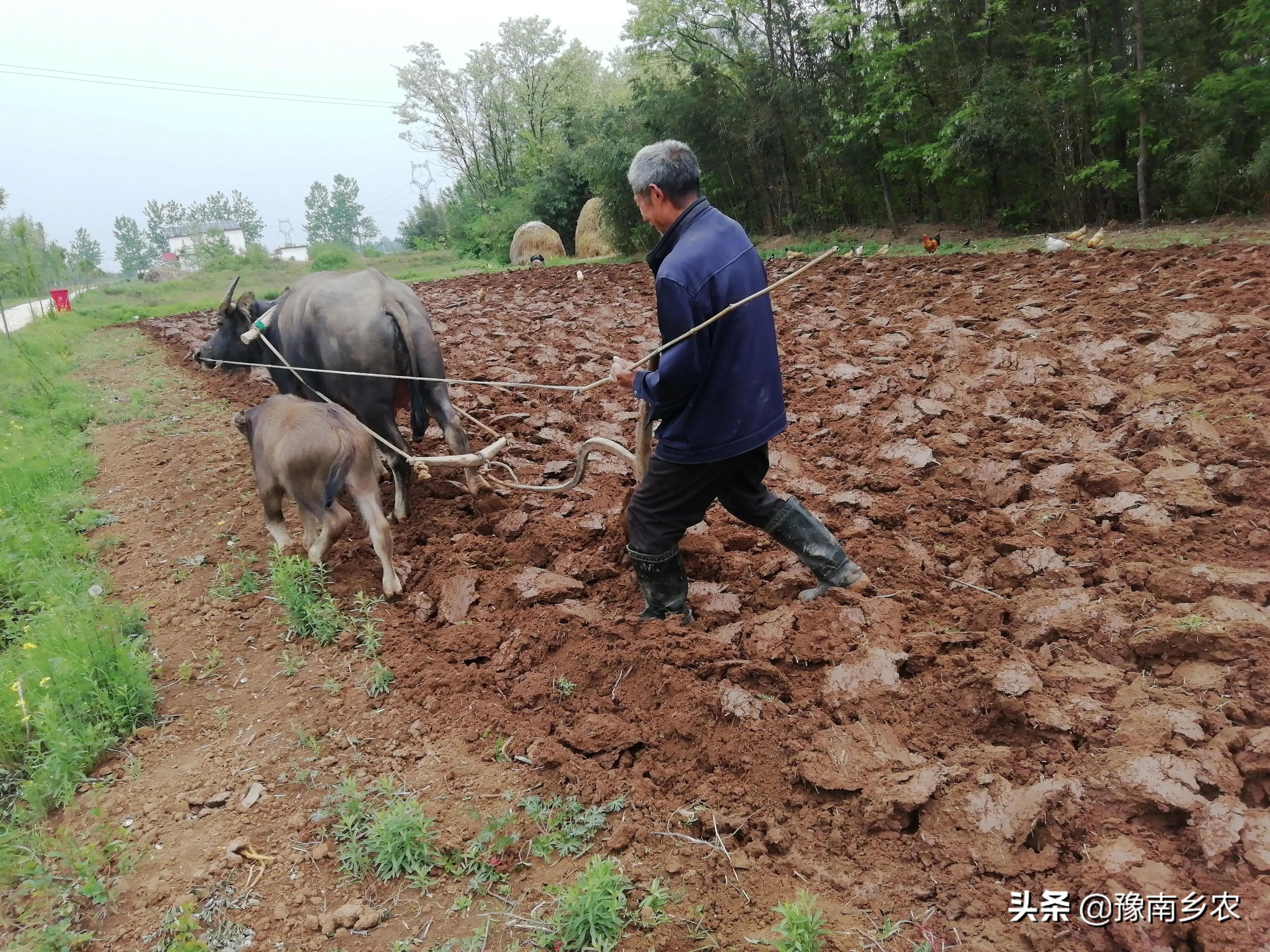 乡村回忆：奶奶抓住个偷鸡贼，放了后，却是这样的结局