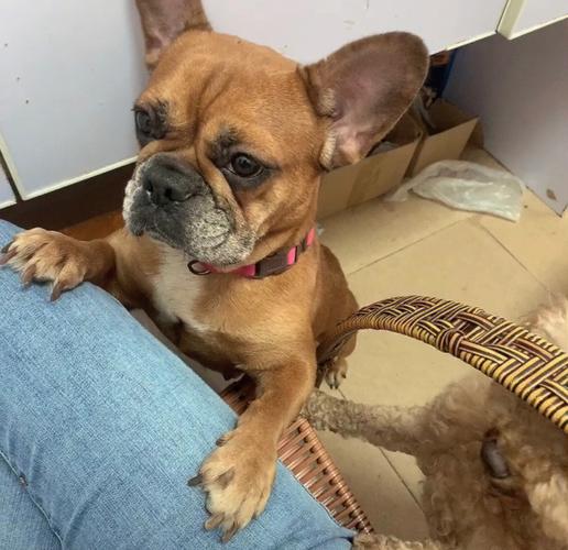 养了柯基不想养了能卖多少钱,养了柯基适合养猫么