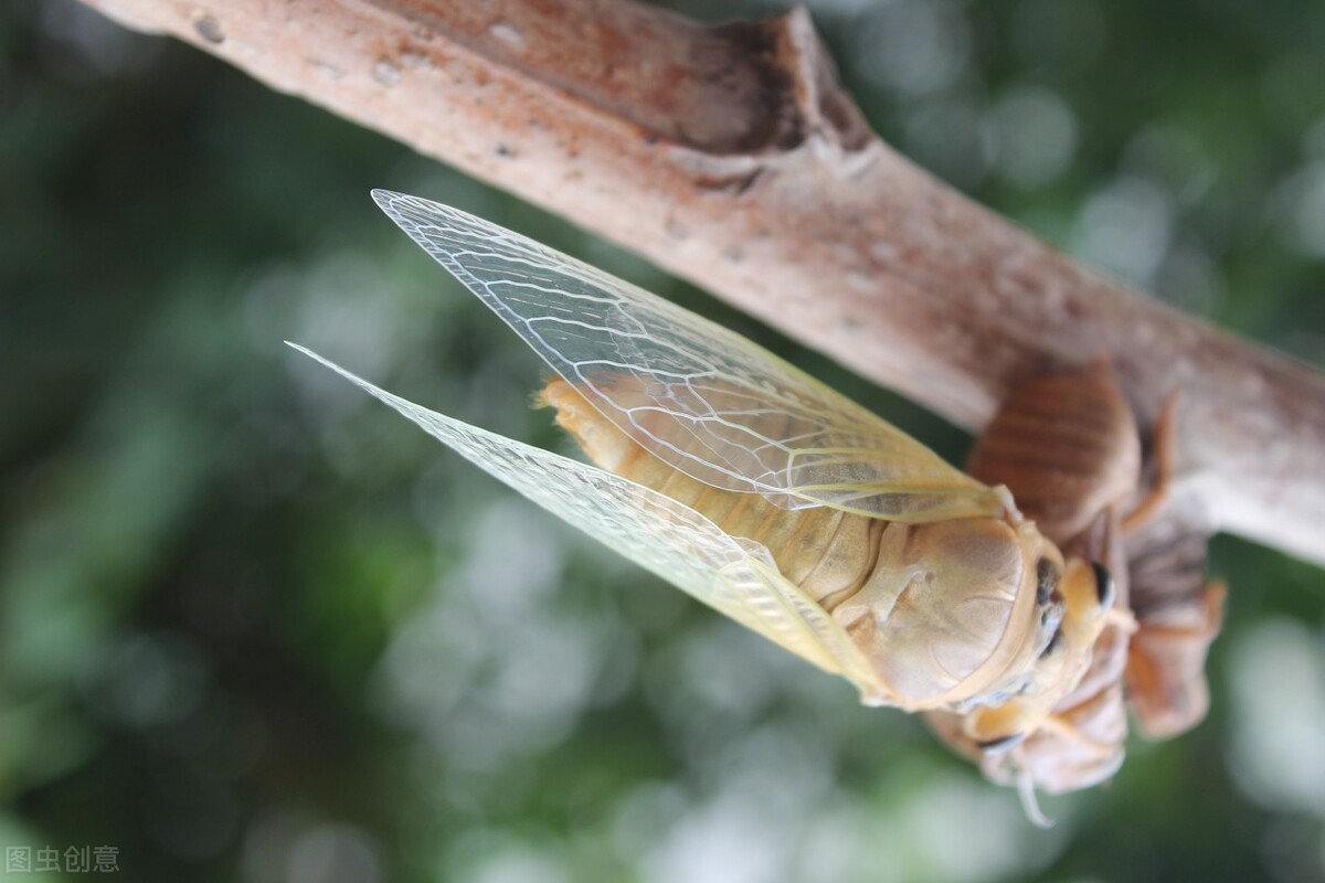 散文陪伴是最长情,散文陪母亲重游荒废已久的母校