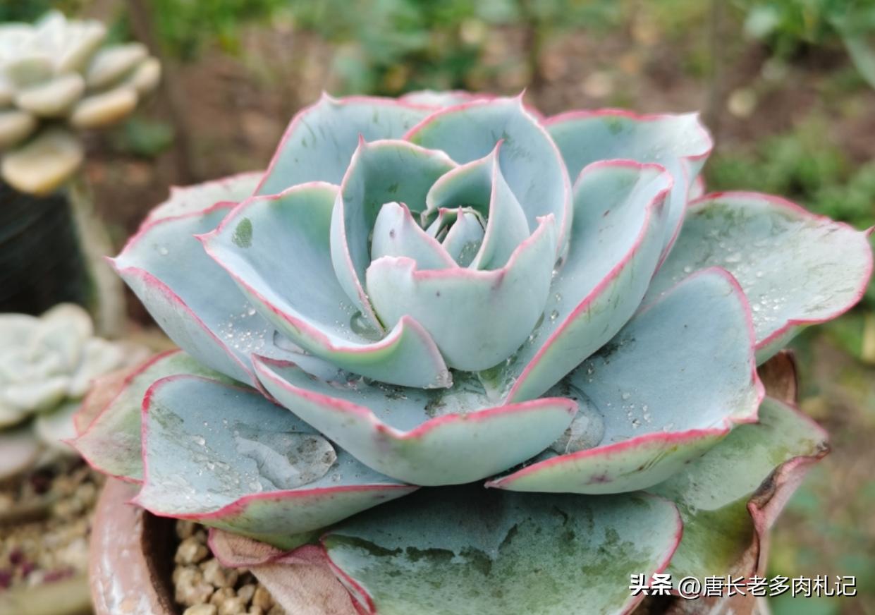 多肉达芬奇密码群生老桩,多肉达芬奇密码好养吗