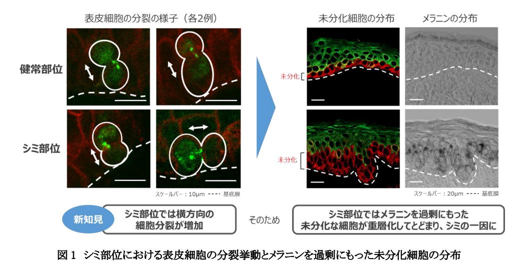 盘点4款大牌美白精华,美白精华合集8款