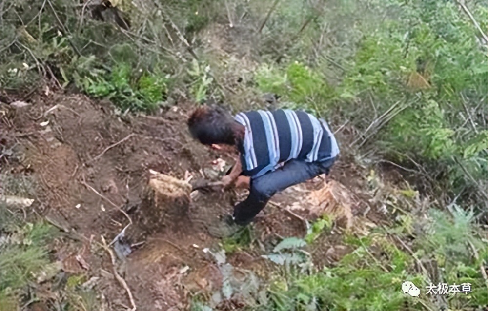 一味中药治脂溢性皮炎,治疗斑秃的药治疗脂溢性脱发吗