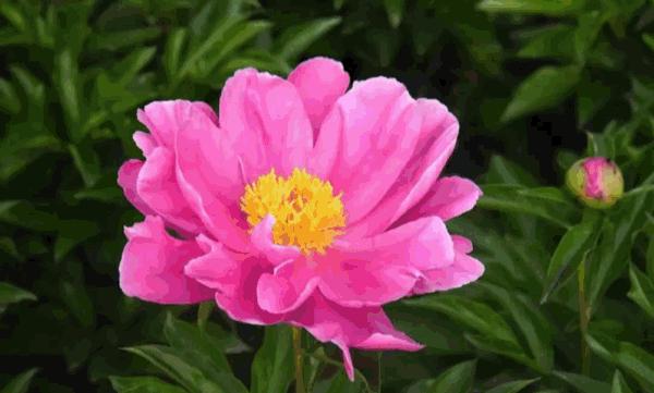 郁金香主题公园稻草人,2022年郁金香花海贵州