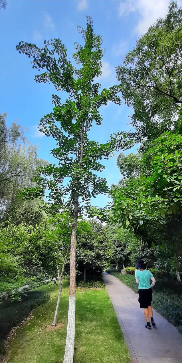 银杏以前价格为什么那么贵,银杏为何已是濒危植物