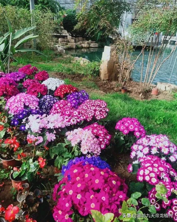 九天休闲谷花鸟鱼虫,九天休闲谷门票是多少钱