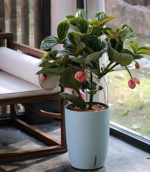 办公室适合摆放什么盆栽植物,老板摆放办公室十种最旺气的盆栽