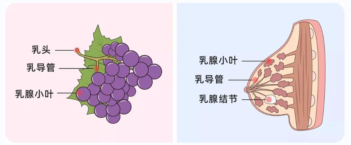 乳腺结节买哪种逍遥丸吃,乳腺增生结节吃哪种逍遥丸