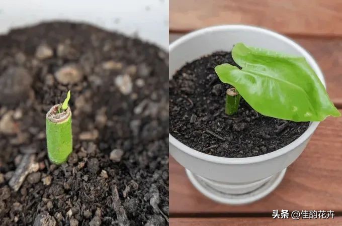 花卉绿植扦插繁殖方法视频播放,各种花卉的扦插视频教程