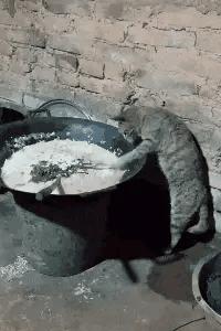 搞笑gif动图这位大哥性子很急啊,gif动图用不了