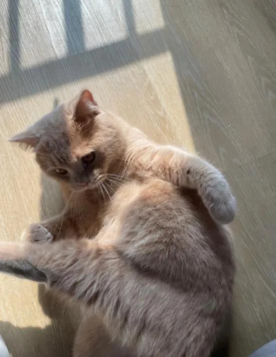 宠物医院不想告诉你的30件事