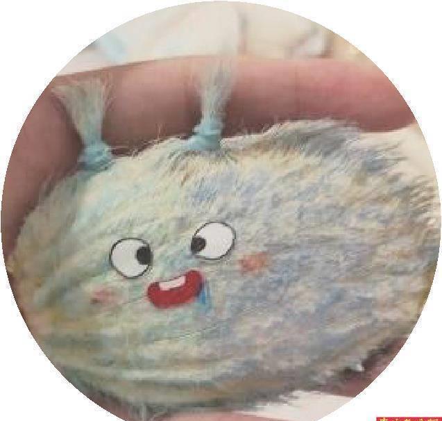 养芒果核不用吹风机行不行,养芒果核当宠物要晒多久