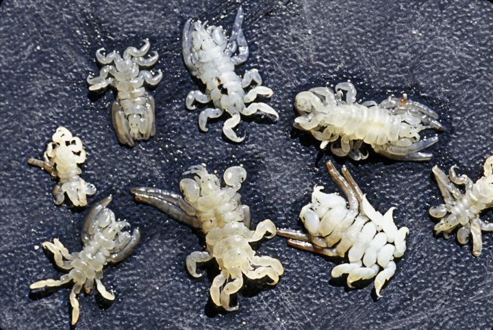 在鲸鱼肚子里是什么感觉,在鲸鱼肚子会经历什么