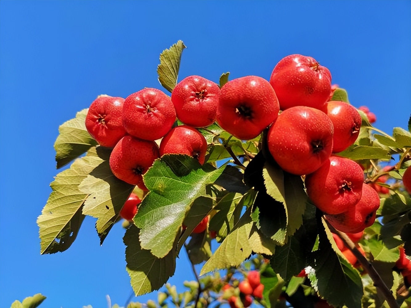 山楂树各阶段病虫害防治技术,山楂树病虫害如何防治