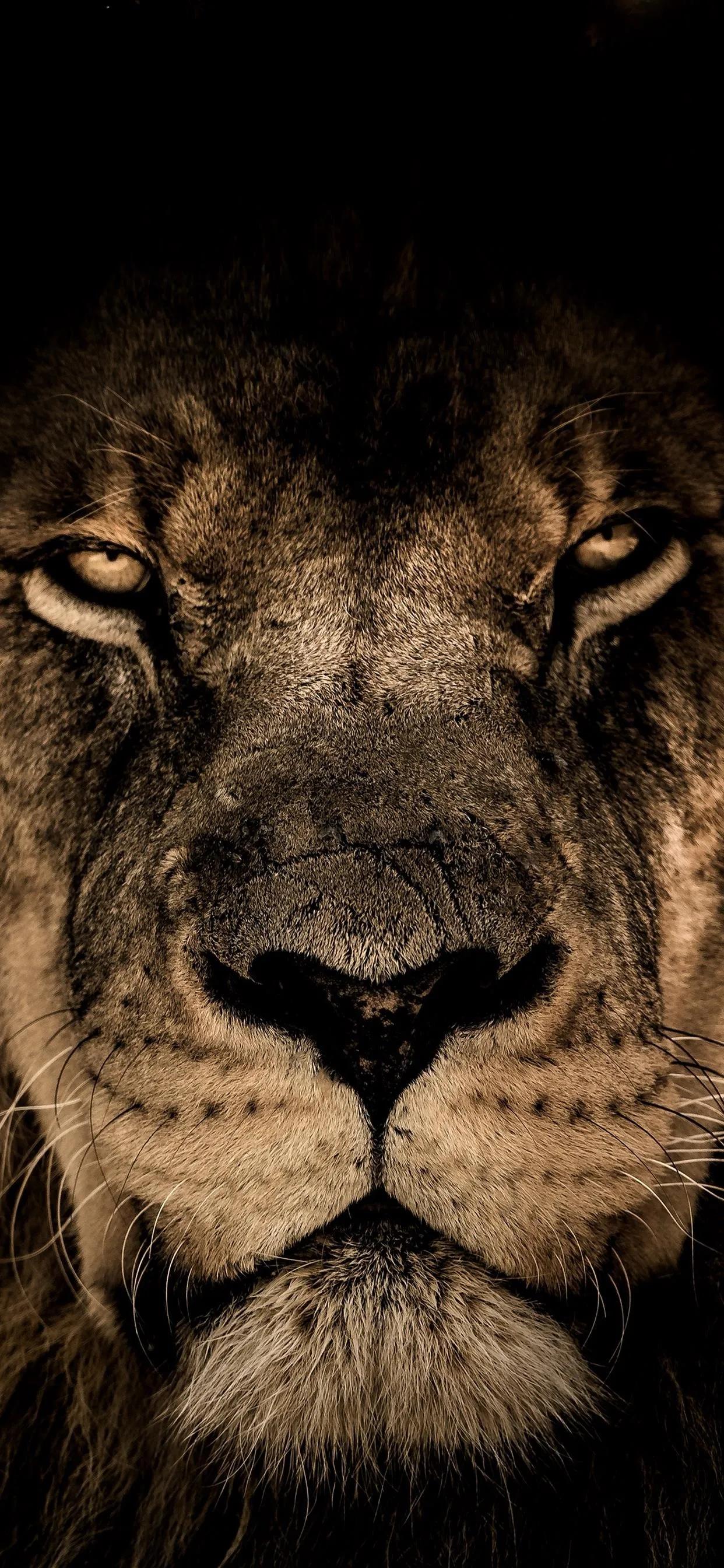 猛兽壁纸,猛兽壁纸霸气