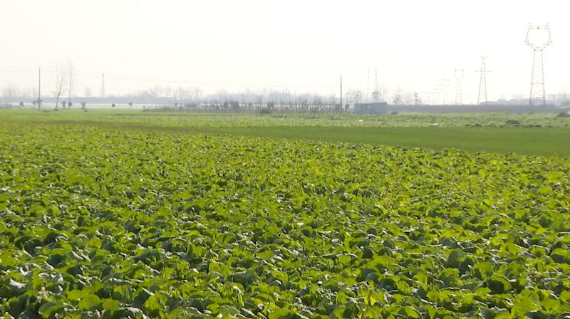 打通物流梗阻纾困滞销蔬菜,周口郸城助农扶农