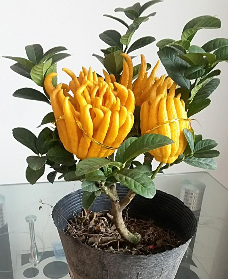 适合院里养十大最吉利树,家中宜种什么吉祥树