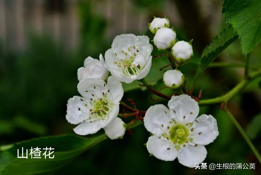 100种花草图片欣赏,50种花草图片大全