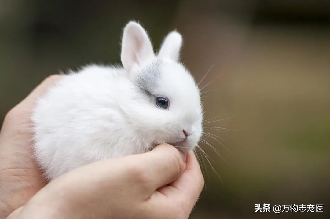 兔子的尾巴长不了打一字,你知道其实兔子的尾巴并不短吗