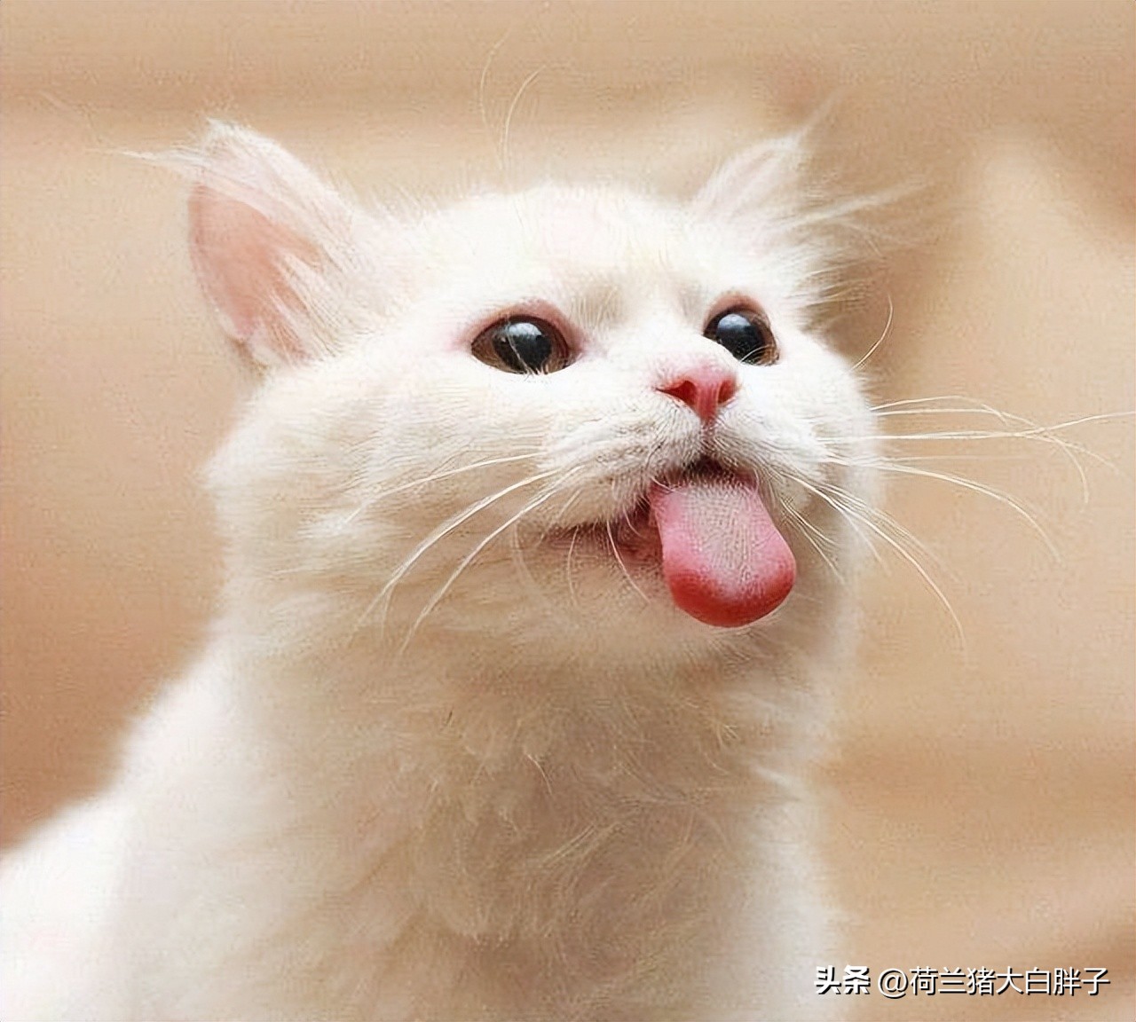 航空托运猫咪,大连猫咪航空托运